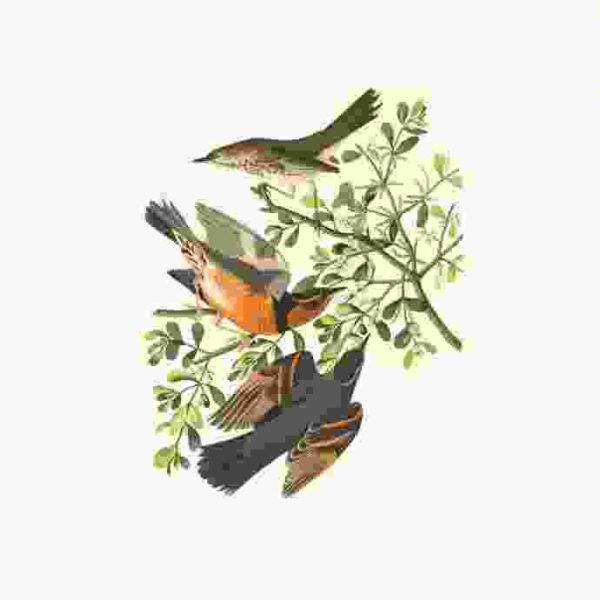 Cute Birds Art Work